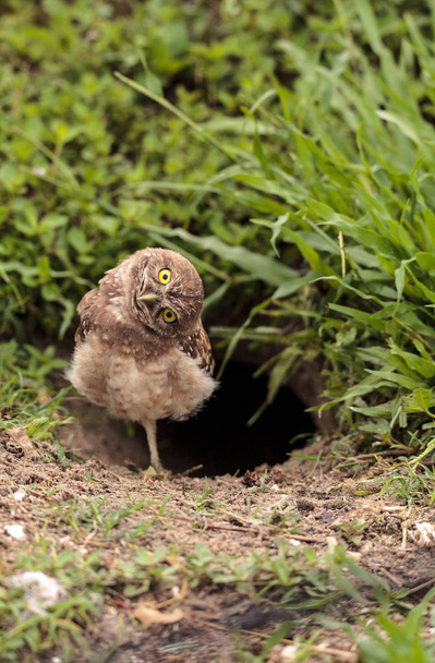 Funny Burrowing owl Athene cunicularia tilts its head outside its burrow on Marco Island, Florida - Photo, Image