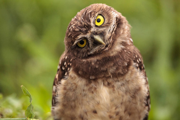Funny Burrowing owl Athene cunicularia tilts its head outside its burrow on Marco Island, Florida - 写真・画像