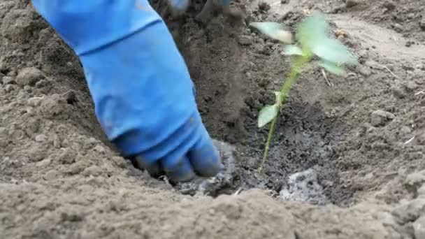 Woman digs into the ground a green procession of sweet Bulgarian pepper - Materiał filmowy, wideo