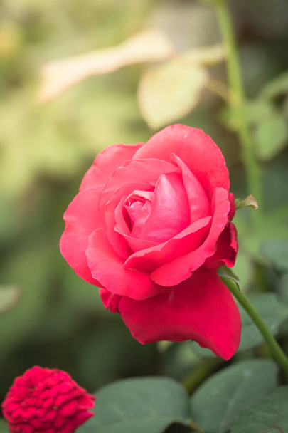 Rózsa a kertben, rózsa gyönyörű egy gyönyörű napsütéses nap. - Fotó, kép