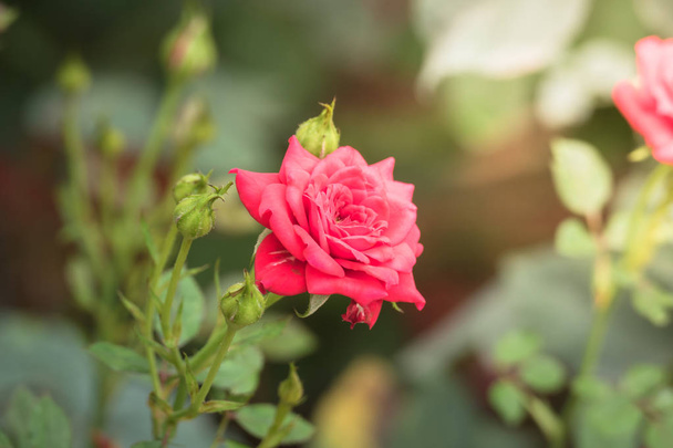 троянди в саду, троянди красиві з красивим сонячним днем
. - Фото, зображення