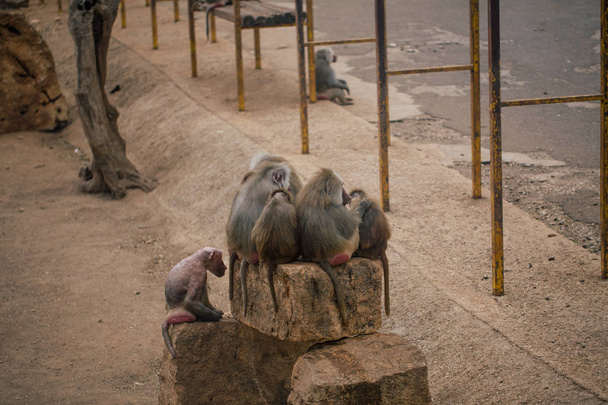 Monkeys in the zoo wildlife in Fasano apulia safari zoo Italy - Zdjęcie, obraz