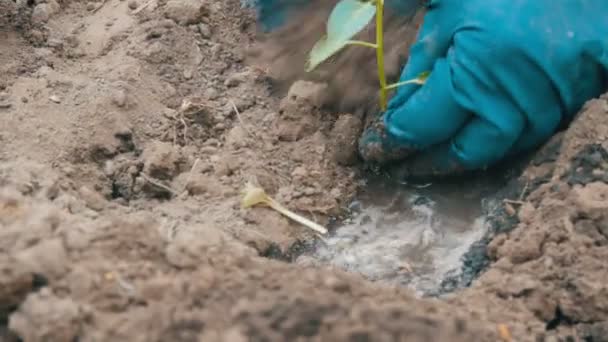 Woman digs into the ground a green procession of sweet Bulgarian pepper - Filmmaterial, Video