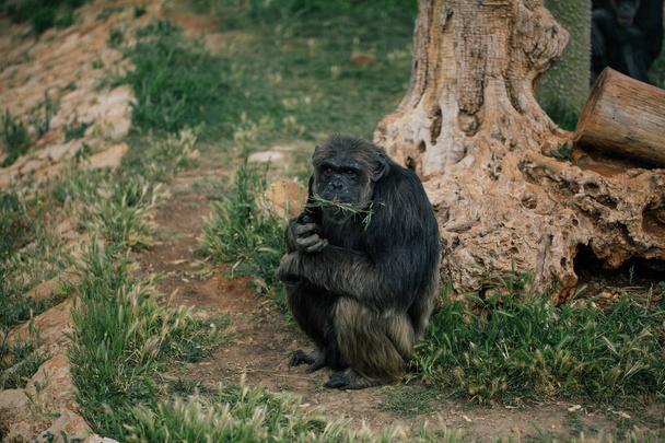 Chimpanzee in safari zoo wildlife in Fasano apulia safari zoo Italy - Zdjęcie, obraz