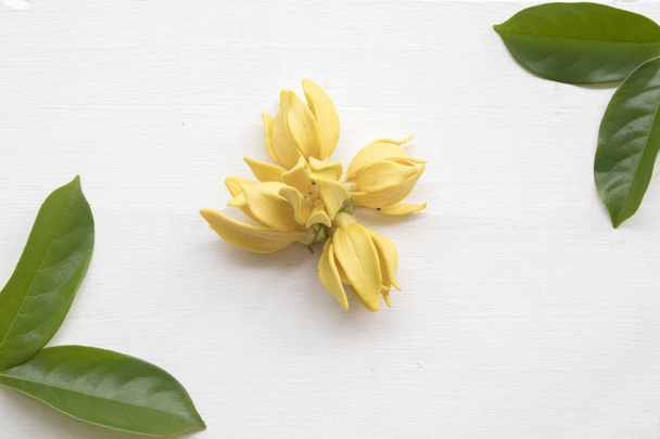 іланг жовта квітка Азії розташування на фоні білого дерева
 - Фото, зображення