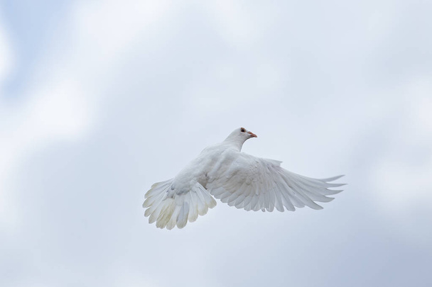 White feather postduif vliegen over de hemel - Foto, afbeelding