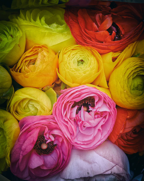 variedad de colorido buttercup flores vista superior, fuerte viñeta
 - Foto, Imagen