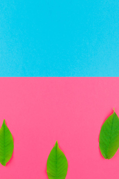 Kopya alanı en az pop sanat tarzı, metin için şablon parlak pembe ve mavi zemin üzerine yaratıcı düz yatıyordu üstten görünüm desen taze yeşil yaprakları - Fotoğraf, Görsel