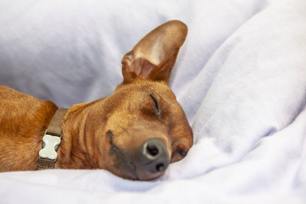 Miniature pinscher dog sleeping on a carpet - Fotó, kép