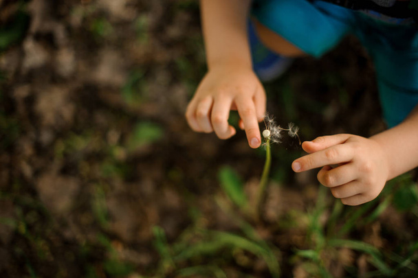 Dulces manos de niño tocando un diente de león soplado en el fondo de tierra marrón con hierba
 - Foto, imagen
