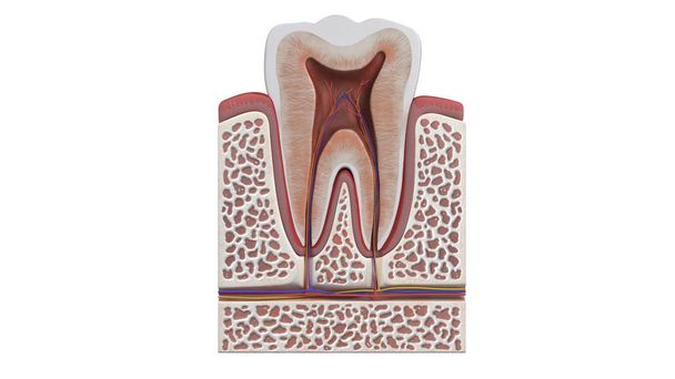 3D illustration of a tooth anatomy - Fotó, kép