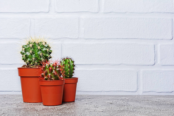 Small cacti in red flower pot with copy space on gray concrete and brick wall background - Fotografie, Obrázek