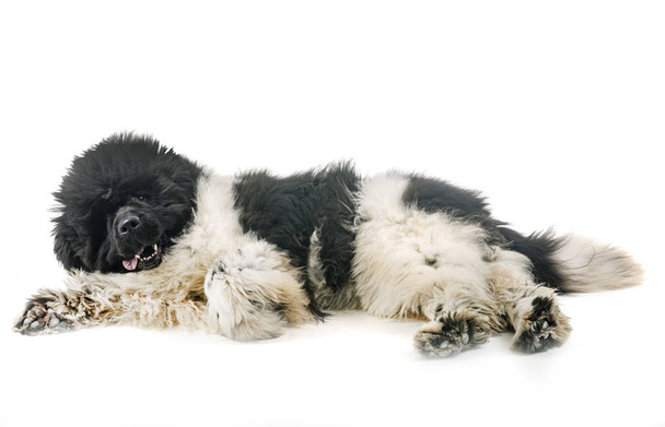 újfundlandi kutya fehér háttér előtt - Fotó, kép