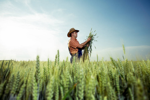 farmář s pšenice v rukou - Fotografie, Obrázek