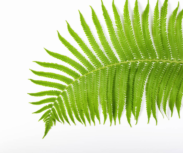 Tropical summer background. Fern branch isolated on white background. Flat lay. Top view. Minimal concept. - Photo, Image