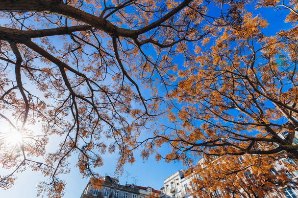гілки двох дерев переплітаються один з одним на тлі блакитного неба
 - Фото, зображення