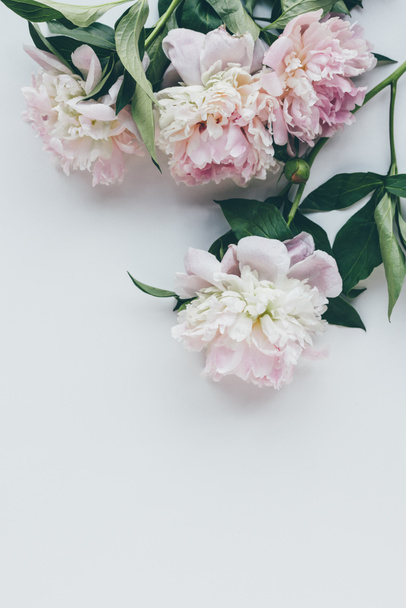top view of light pink peonies with leaves on white - Foto, imagen