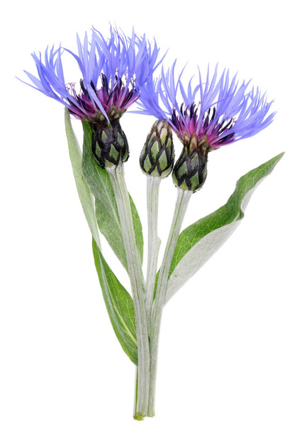 Blue flowers and bud of garden spring  cornflower plant. Isolated on white macro studio shot - Photo, Image