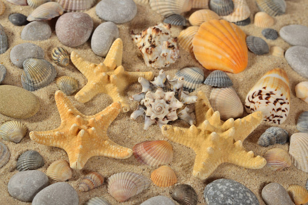 Starfishes, conchas marinas y guijarros de cerca
 - Foto, Imagen