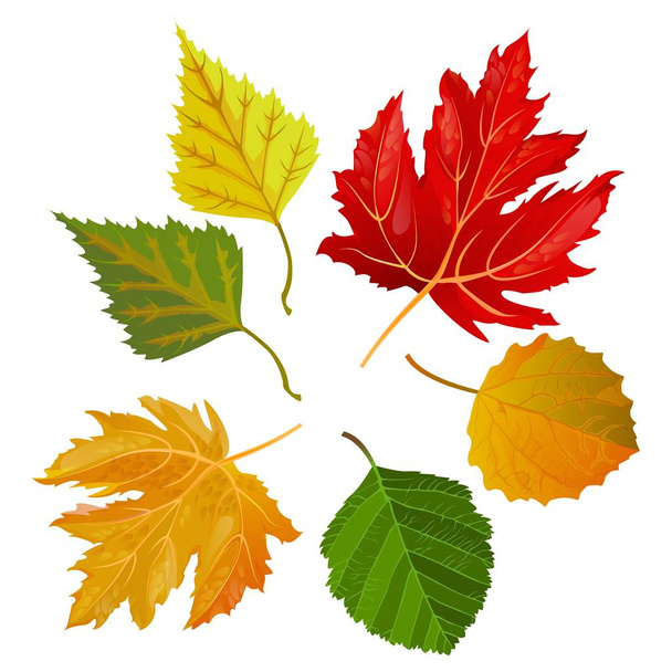 Feuilles colorées d'automne d'érables et de chênes
 - Vecteur, image