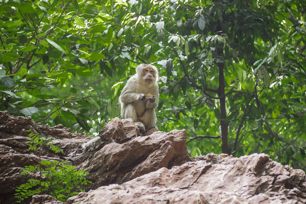 little monkey in nature - Foto, afbeelding