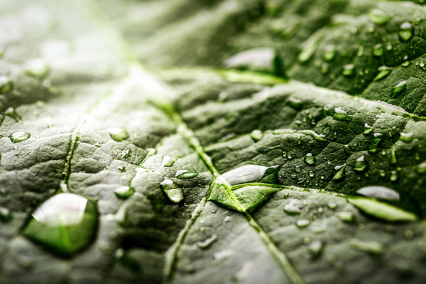 Makro pchnięciu świeże rosy krople na zielony liść - Zdjęcie, obraz