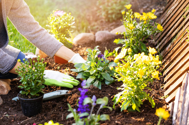 mujer plantando flores en el jardín del patio trasero macizo de flores
 - Foto, imagen