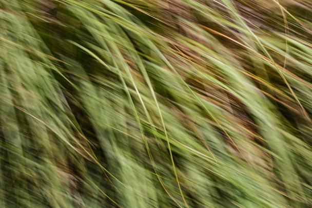  Spring blurred leaves. Abstract motion blur effect - Fotoğraf, Görsel