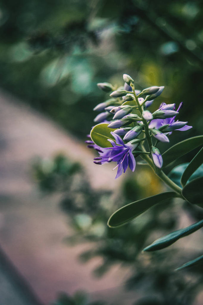 クローズ アップ自然のヘーベのライラック色の花 - 写真・画像