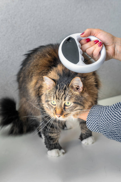 O veterinário verifica o microchip de um gato com o Microchip Scanner numa clínica veterinária. Identificação animal
 - Foto, Imagem