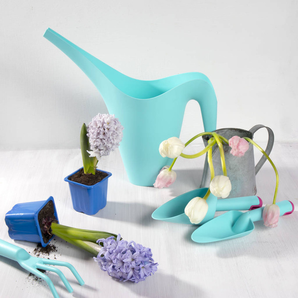 blue watering can with a bouquet of flowers of white and pink tulips on the white background. Garden accessories. - Foto, immagini