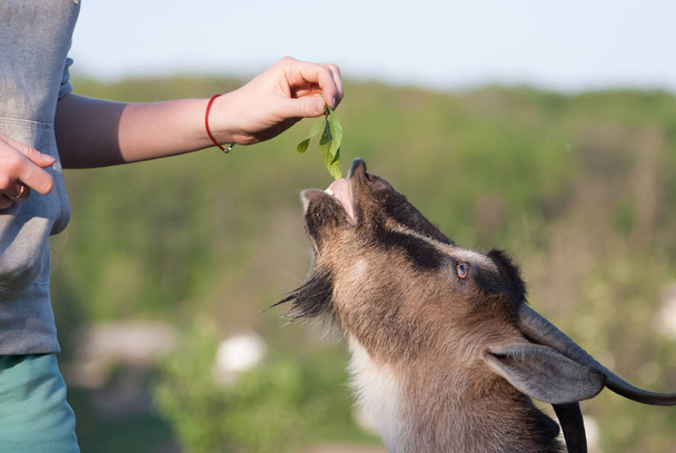Cabras marrones comen hierba de las manos de una mujer en un día soleado de verano
 - Foto, Imagen