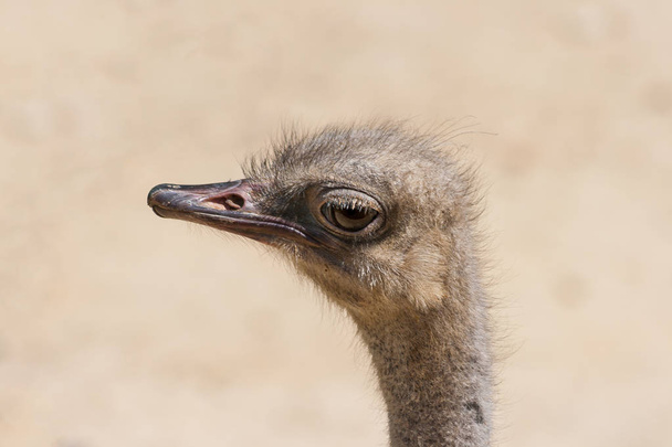 Close-up of the head of an ostrich (Struthio Camelus). Family Struthionidae. The largest and heaviest bird in the world. He observe us with attentive look, with his big eye, while we take the photo - Photo, Image