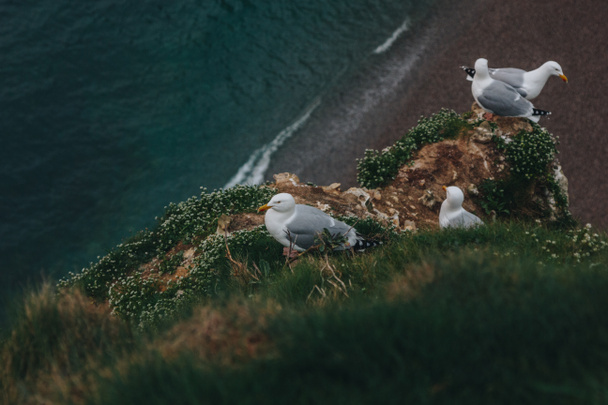 Seagulls - Foto, imagen