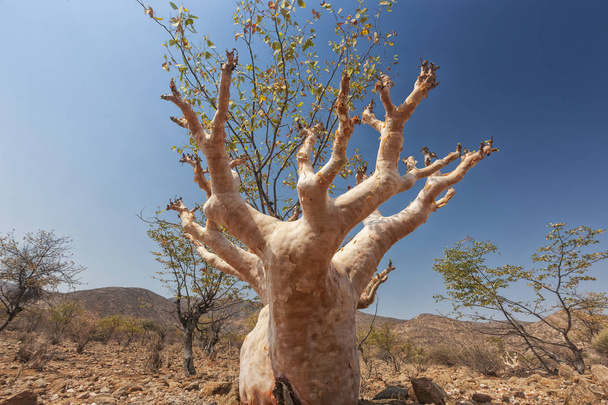 Rare African tree, known as white immersion. - Photo, Image