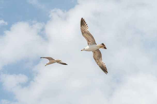 Bird flying freely in the sky - Фото, зображення