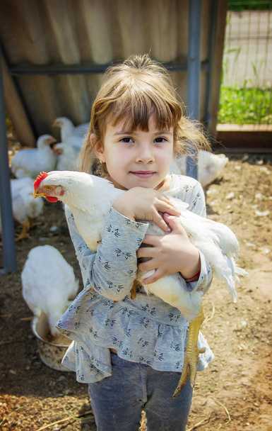 Bio chickens on a home farm  a children. Selective focus.  - Foto, Imagen
