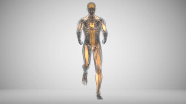 Animatie van de activiteit van de spier van de lopende man in x-ray stijl - Video