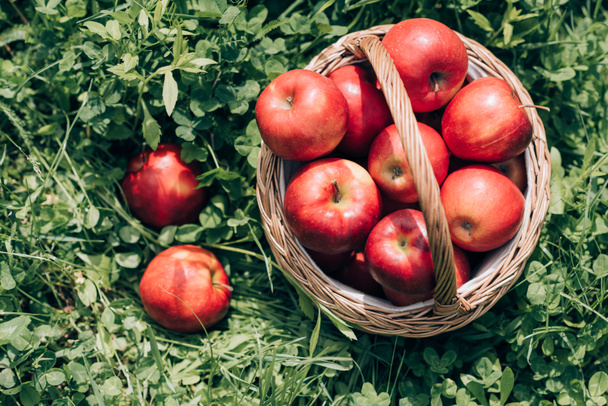 top view of ripe apples in wicker basket on green grass - Fotó, kép