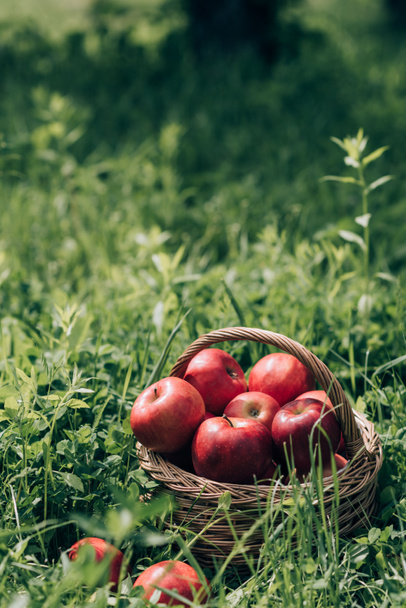 close up view of ripe apples in wicker basket on green grass - Fotó, kép