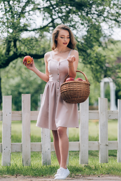 田舎で熟したリンゴの枝編み細工品バスケットと美しい若い女性 - 写真・画像