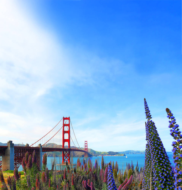 前景にマデイラ島の誇りの花で晴れた日に有名な赤い停止アメリカ合衆国、サンフランシスコのゴールデン ゲート ブリッジ。ランドマークがあります出張でカリフォルニア州の観光スポットを訪問 - 写真・画像