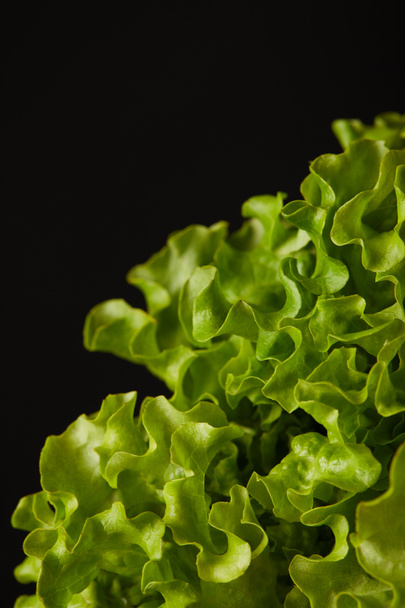 крупным планом свежие листья салата, выделенные на черном
 - Фото, изображение