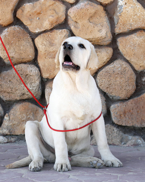 a yellow labrador sitting in the park - Photo, Image