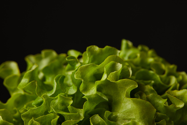 lähikuva kypsiä salaatin lehtiä eristetty musta
 - Valokuva, kuva