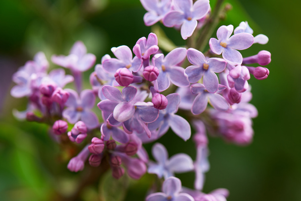close-up view of beautiful blooming lilac branch, selective focus - Foto, Imagen