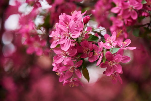 Nahaufnahme der schönen rosa Mandelblüten am Baum, selektiver Fokus - Foto, Bild