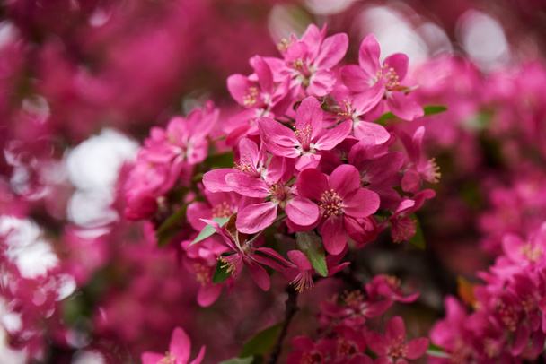 Προβολή με μεγέθυνση από όμορφα φωτεινά ροζ λουλούδια αμυγδαλιάς, επιλεκτική εστίαση  - Φωτογραφία, εικόνα