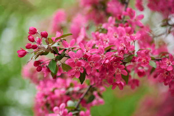 close-up view of beautiful pink almond flowers, selective focus   - Fotografie, Obrázek