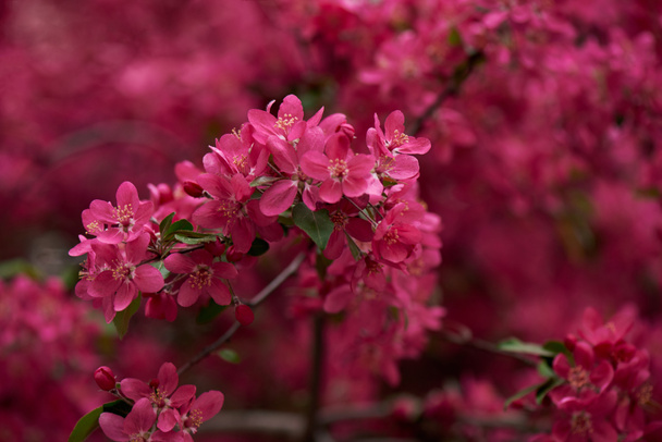beautiful bright pink almond flowers on branches, selective focus  - Photo, Image